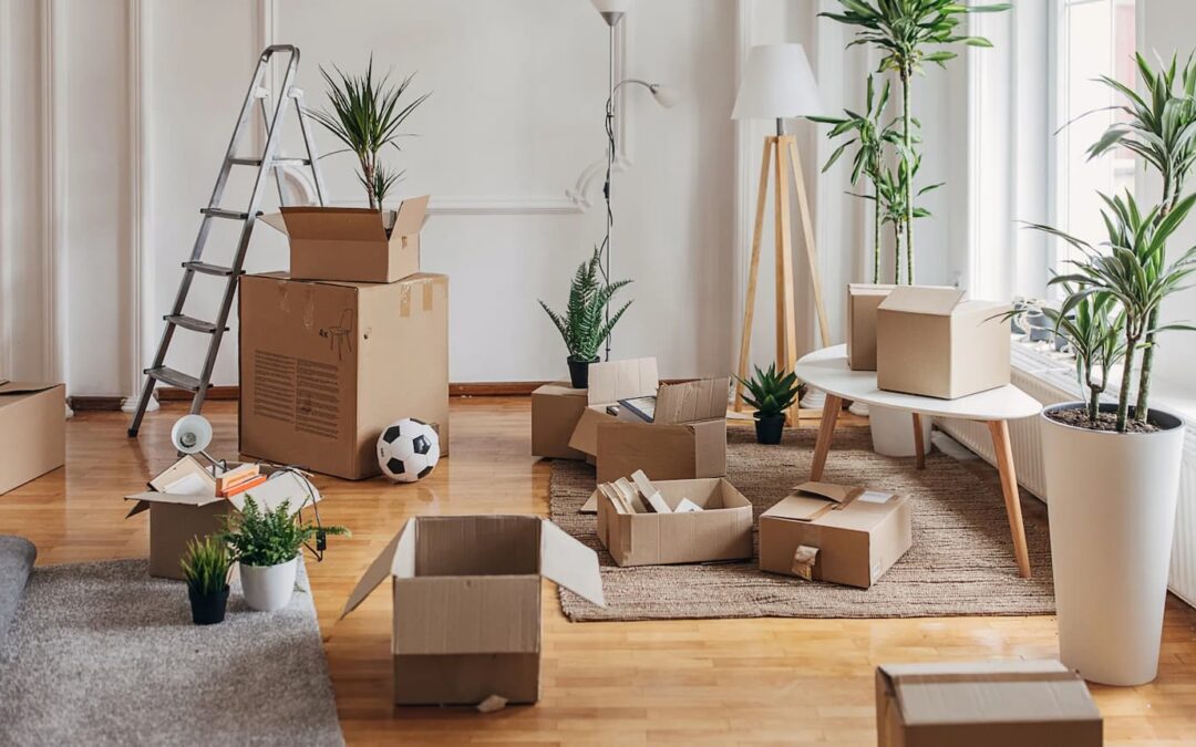 Cómo trasladar plantas en una mudanza: guía práctica